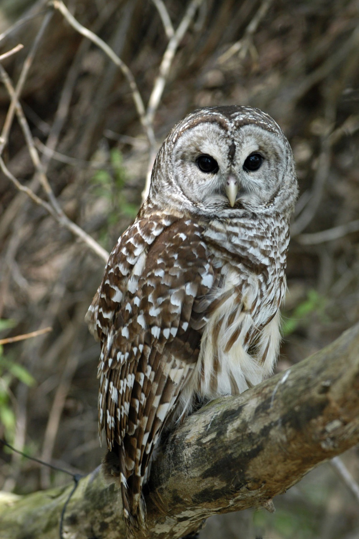 A Barred Owl