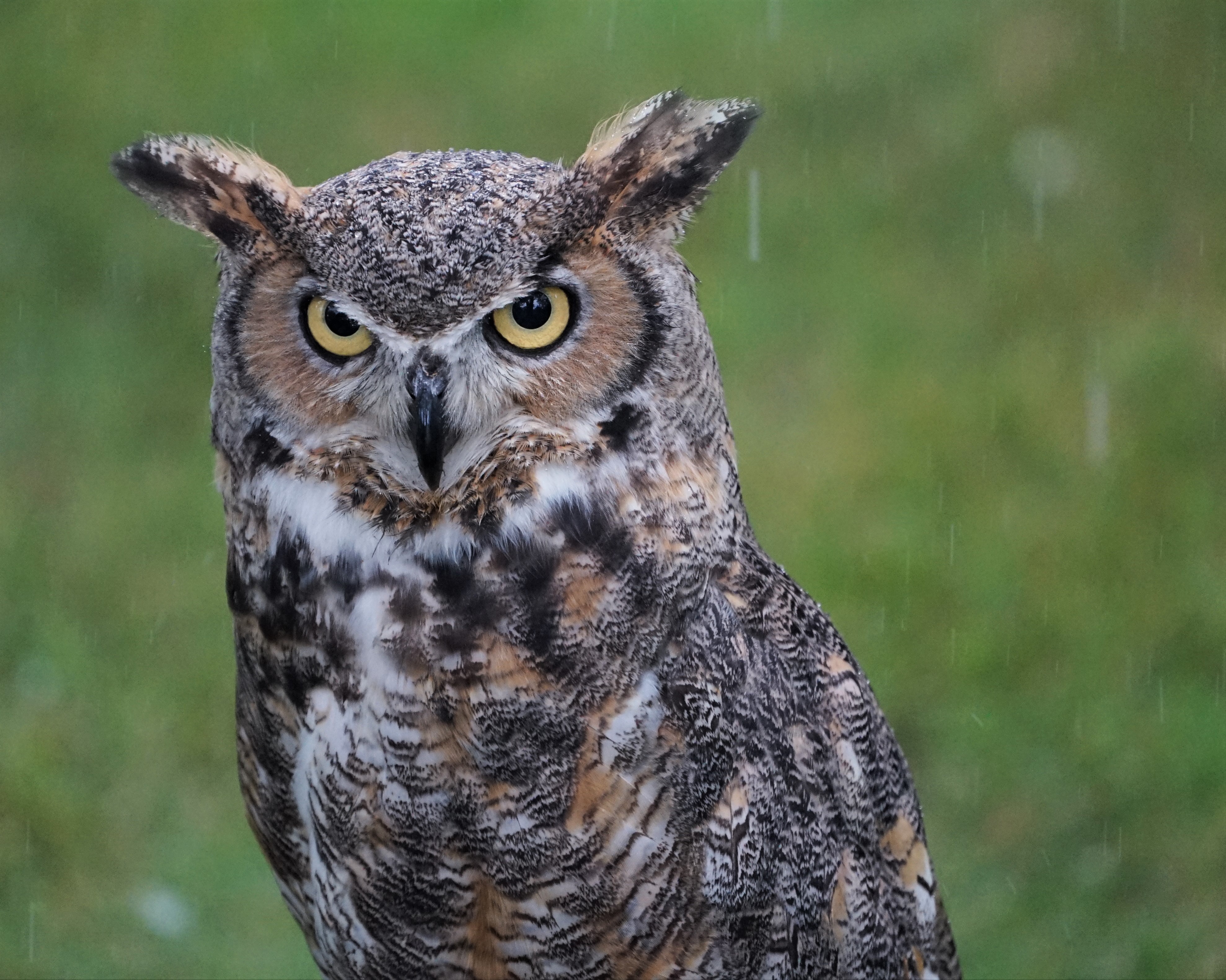 Lois, a great horned owl, in the rain