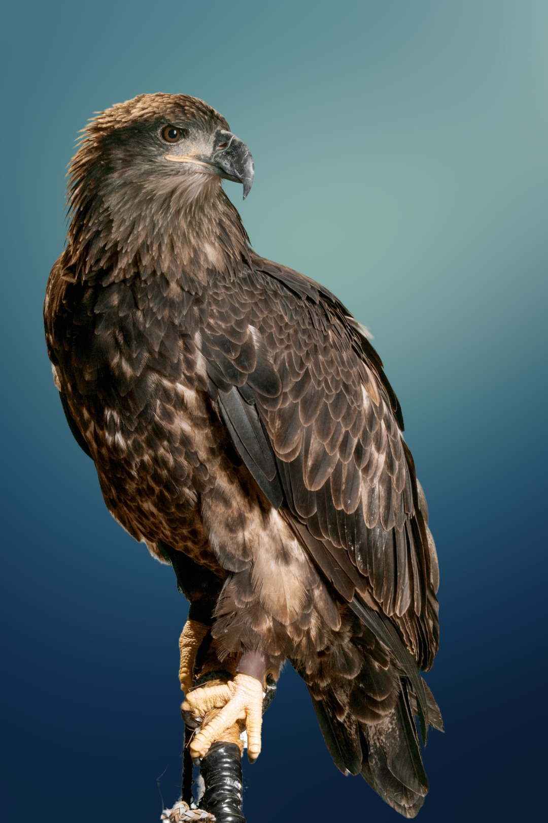 Lutsen the juvenile bald eagle