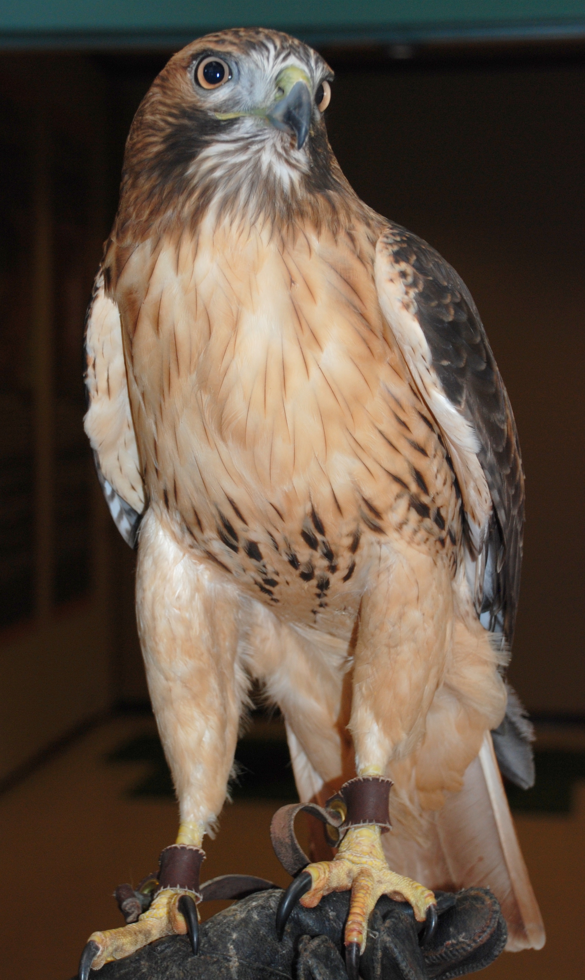 Alula, the red-tailed hawk
