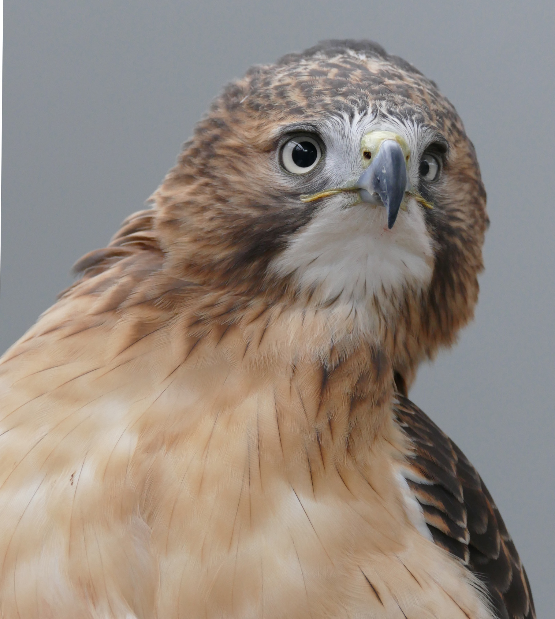 Luta, a red-tailed hawk