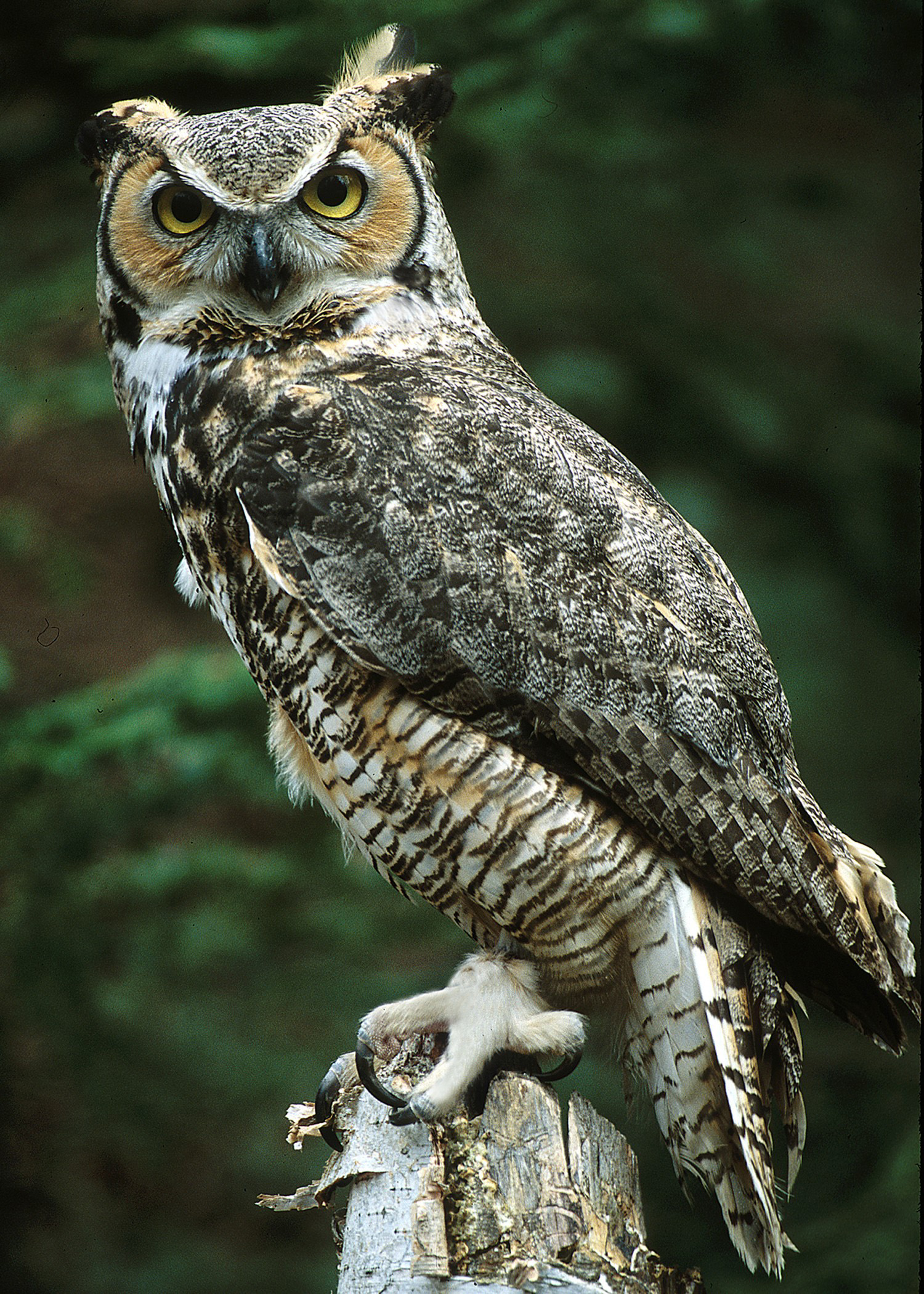 Ricke, a great horned owl