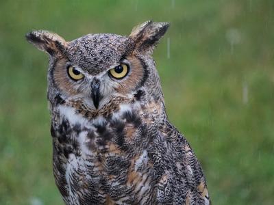 Lois, a great horned owl, in the rain