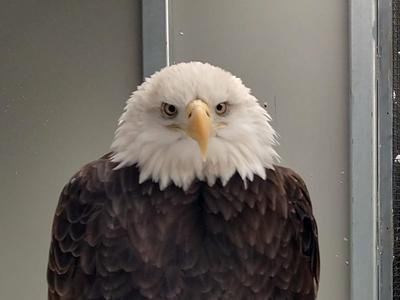Pi, a bald eagle