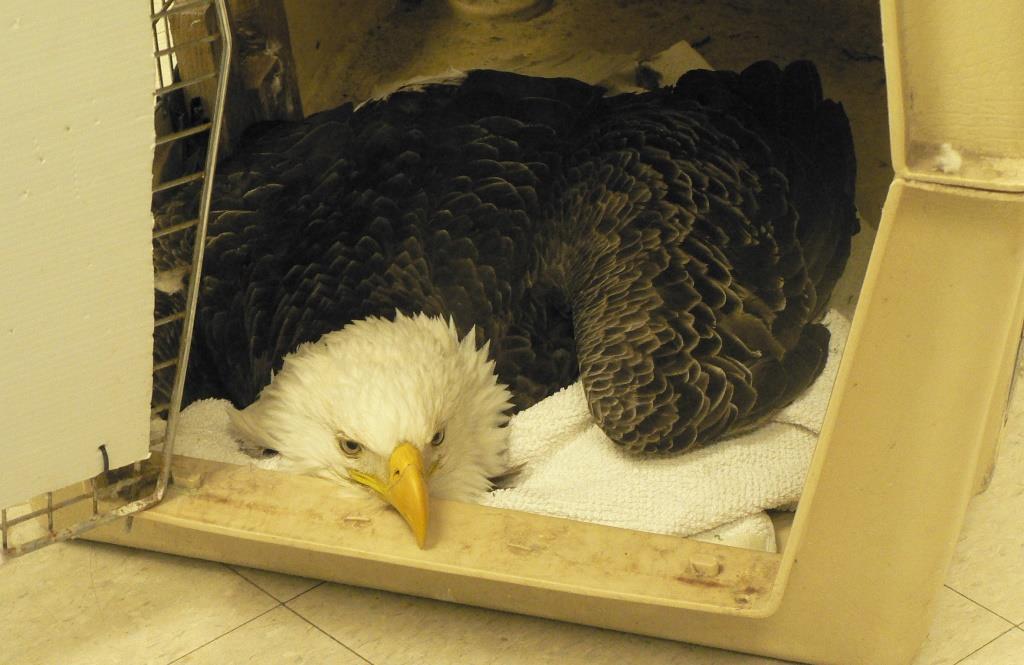 bald eagle laying in a crate