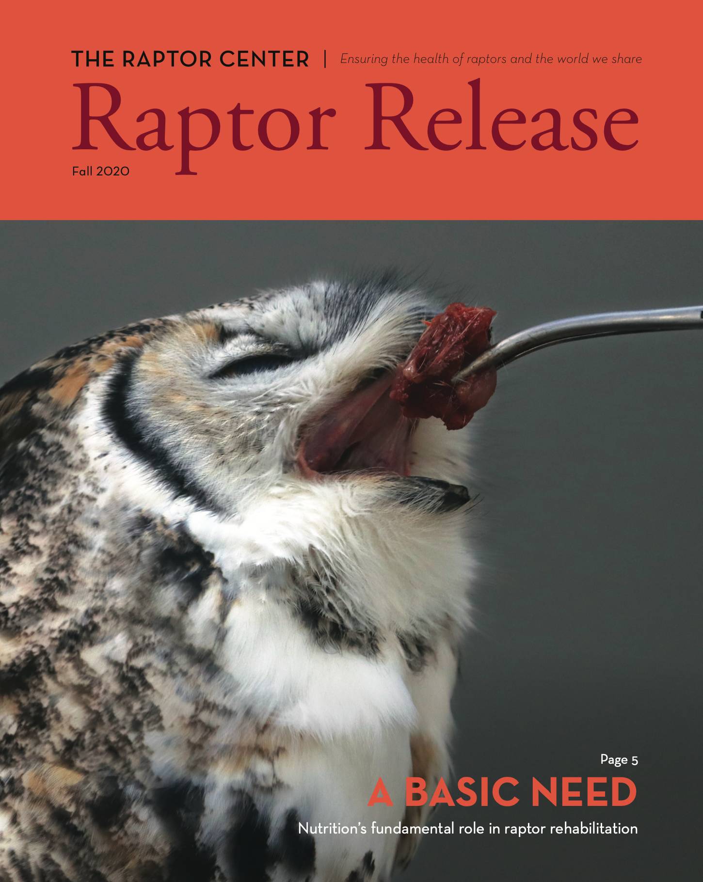 Download Raptor Release Fall 2020