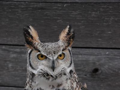 Samantha the subarctic great horned owl