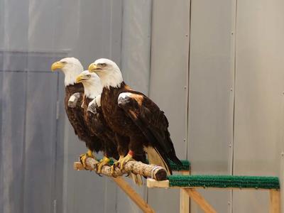 Three bald eagles on a perch together