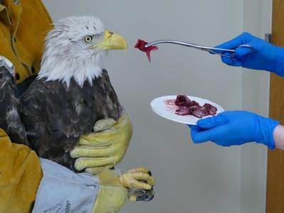 A bald eagle being held by one person and fed raw meet by another