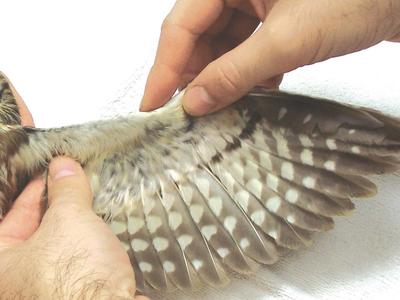 Raptor wing being examined