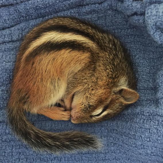 A chipmunk curled up and sleeping on a soft cloth.