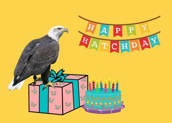 A graphic depicting an eagle perched upon a wrapped birthday present beside a birthday cake. There is a banner over them that reads "Happy Hatchday"