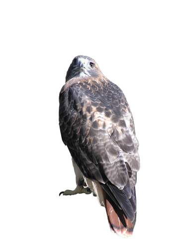A grey and brown red-tailed hawk
