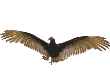 A turkey vulture spreading its wings in flight