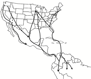 Fall migration routes of North American nesting Ospreys as determined by satellite telemetry. Dashed lines indicate movements of only one bird
