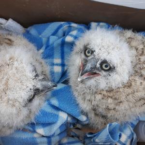 Two baby great horned owls