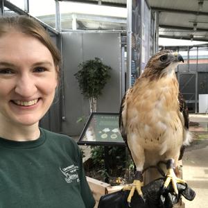 Virtual tour with red tail hawk