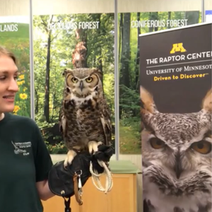 great horned owl on the glove